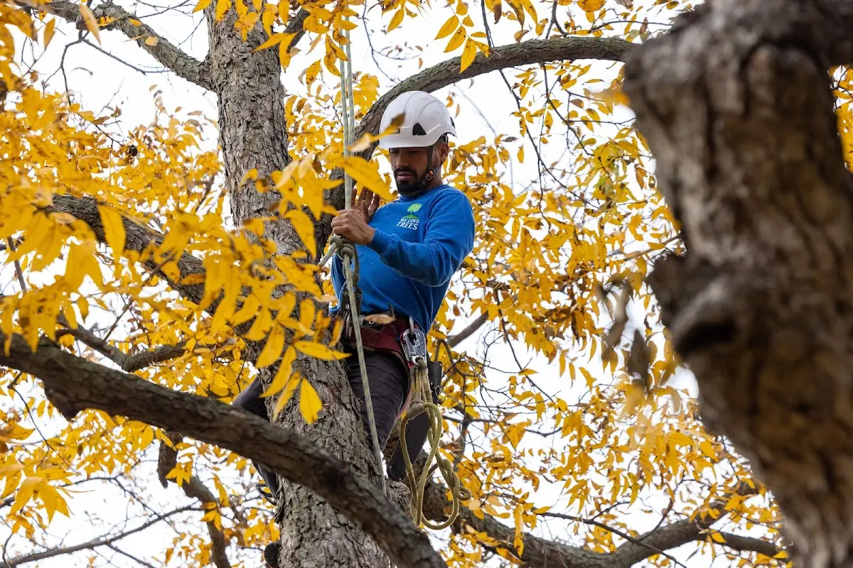 Skilled Tree Pruning crew working in Newman Grove